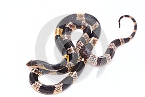 Highly venomous, Malayan krait or blue krait Bungarus candidus