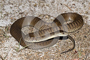 Rough Scaled Snake