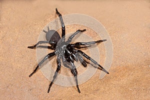 Sydney Funnel-web Spider