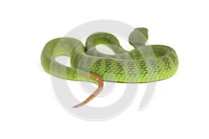 Highly venomous, White-lipped Green Pit Viper snake trimeresurus albolabris