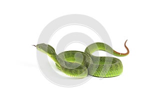 Highly venomous, White-lipped Green Pit Viper snake trimeresurus albolabris photo