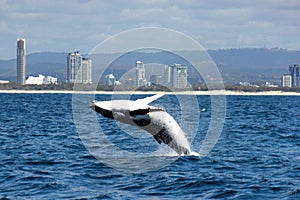 Highrises and breaching Humpback photo