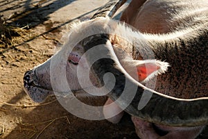 Hight angle view of Albino buffalo, Water buffalo, Asian buffalo. Buffalo face that pass a rope through the nose of the buffalo in