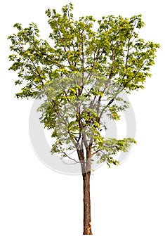 hight qaulity tree on white background