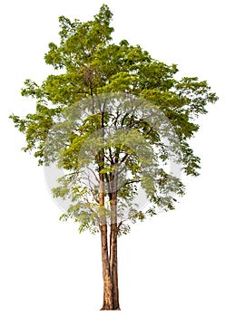 hight qaulity tree on white background