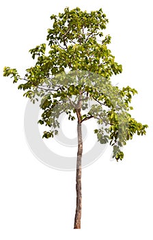 hight qaulity tree on white background