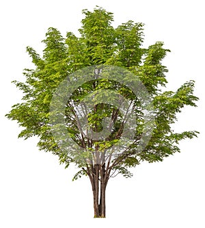 hight qaulity tree on white background