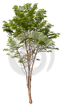 hight qaulity tree on white background