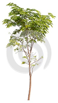 hight qaulity tree on white background