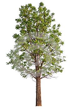 hight qaulity tree on white background