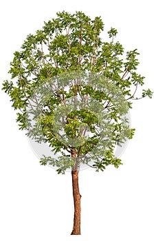 hight qaulity tree on white background