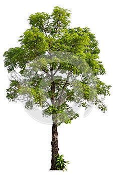 hight qaulity tree on white background