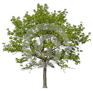 hight qaulity tree on white background