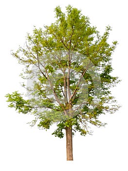 hight qaulity tree on white background