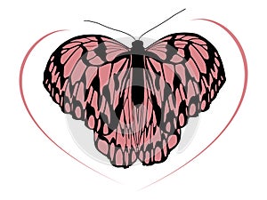Hight quality traced butterfly 1 photo