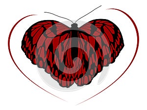 Hight quality traced butterfly 2 photo