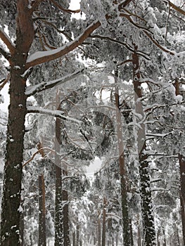 Altura la nieve árboles en Bosque 