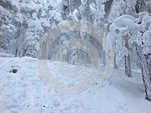 Altura la nieve árboles en Bosque 