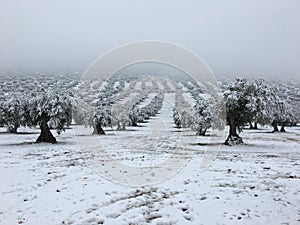 Altura la nieve árboles en Bosque 