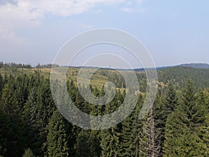 Hight tatras forest