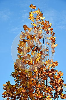 Hight tree in autumn time