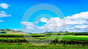 The highveld with its many pine tree plantations along highway R358 between Hazyview and Witriver in the province of Mpumalanga