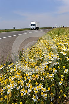 Highway flowers