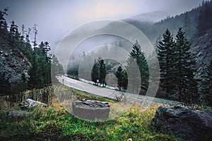 Highway in the Fog through Redwood Forest, California