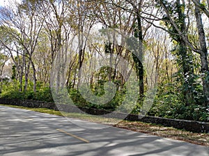 Highway in the forest in Sumba Indonesia