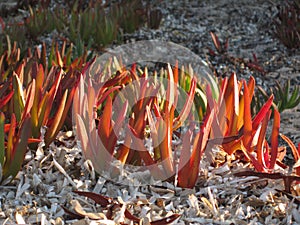 Highway iceplant or Hottentot-fig on the beach