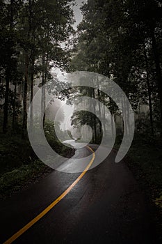 highway in the middle of the forest