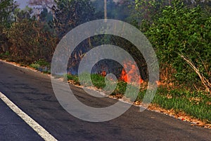 The highway prevents the spread of a forest fire