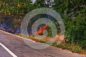 The highway prevents the spread of a forest fire