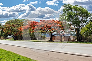 The highway and the tree