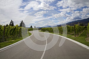 Highway through vineyard