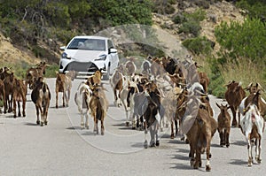 Highway was blocked by a large herd of goats walking forward