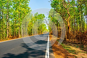 Highway through the woods