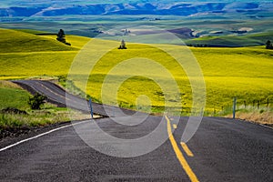 Highway through yellow canola fields in Eastern Washington state