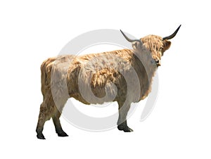 higland cattle isolated on white background photo