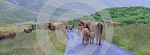 Higland cattle rule the road in Glen Lyon, Scotland