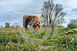 Higland cows Beuningen