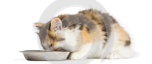 Higland straight kitten eating from a bowl, isolated