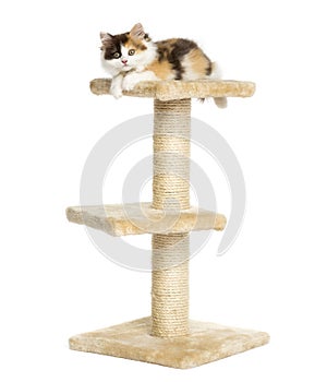 Higland straight kitten on top of a cat tree, isolated