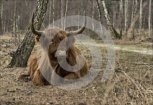 A higlander in the forest