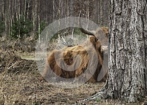 A higlander in the forest