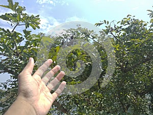 Hijal Karach trees and leaves with hands from Tanguar Haor