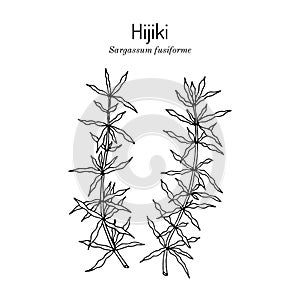 Hijiki sargassum fusiforme , edible seaweed photo
