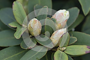 Hikage tsutsuji tree Rhododendron keiskei var. procumbens pale yellow buds