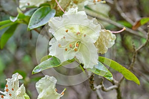 Hikage tsutsuji tree Rhododendron keiskei Shamrock, pale green-yellow flower