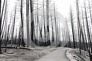 Hike in burnt black woods through the aftermaths of wildfire